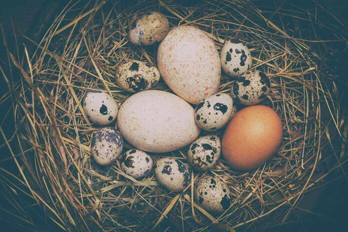 1666625176 featured image Various eggs in a nest on straw bedding