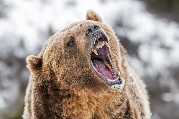 590795564 featured image Bear roaring in snowy environment showing sharp teeth