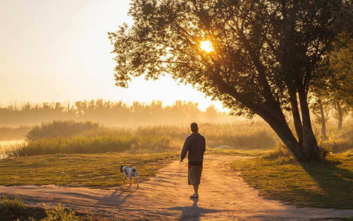Man walking dog along sunlit path through trees