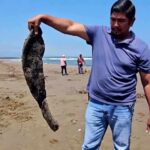 11 DEAD - Disastrous Oil Spoil Wrecks Havoc Along Coast