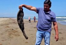 11 DEAD - Disastrous Oil Spoil Wrecks Havoc Along Coast