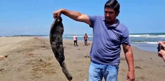 11 DEAD - Disastrous Oil Spoil Wrecks Havoc Along Coast