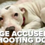 Judge SHOOTS Puppy — State Probe Launched