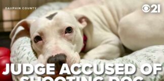 Judge SHOOTS Puppy — State Probe Launched