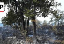 Hundreds Arrested as France Battles Worst Wildfire Damage Since WWII AP reporter shows what's left of a forest as France battles wildfires