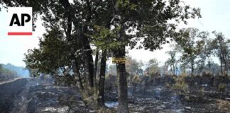 Hundreds Arrested as France Battles Worst Wildfire Damage Since WWII AP reporter shows what's left of a forest as France battles wildfires