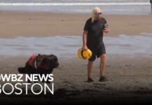 Great White Shark Drags Veteran Lifeguard Underwater Shark drags lifeguard underwater at Scarborough Beach in Maine
