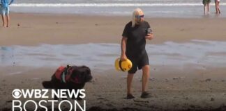 Great White Shark Drags Veteran Lifeguard Underwater Shark drags lifeguard underwater at Scarborough Beach in Maine