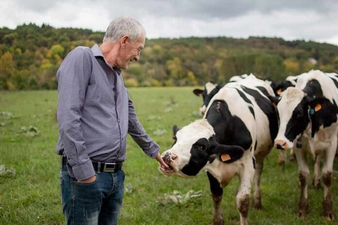 Man petting a black-and-white cow in a grassy field