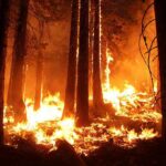 Forest wildfire engulfing trees at night