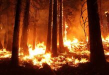 Forest wildfire engulfing trees at night