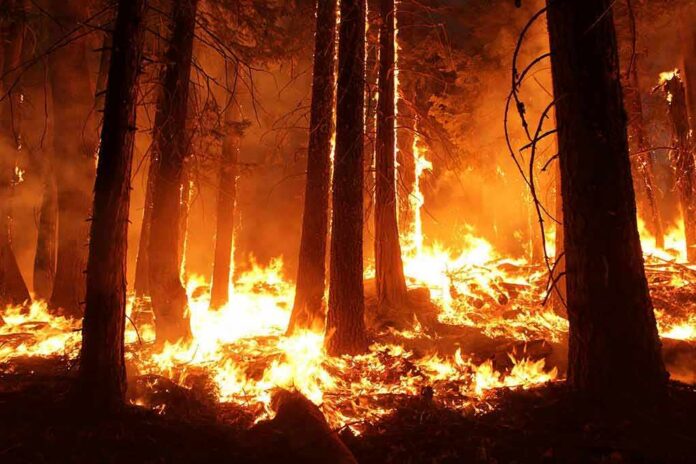 Forest wildfire engulfing trees at night