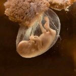 A translucent jellyfish embryo suspended in a fluid-filled sac