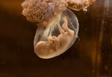 A translucent jellyfish embryo suspended in a fluid-filled sac