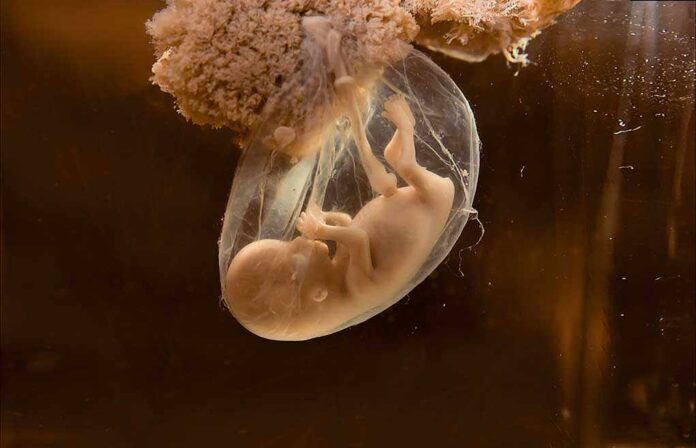 A translucent jellyfish embryo suspended in a fluid-filled sac