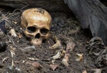 human skull partially buried in soil with scattered bones