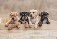 Four puppies leaning over a wooden box